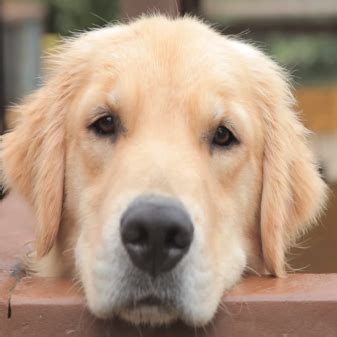 白色黃金獵犬適合家庭養嗎？探討這個溫柔犬種的魅力和潛力