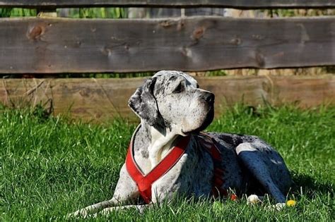 巨型犬適合家庭養嗎？如何選擇最理想的家庭伴侶犬！