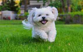 小型犬好養嗎？探究最佳伴侶選擇！