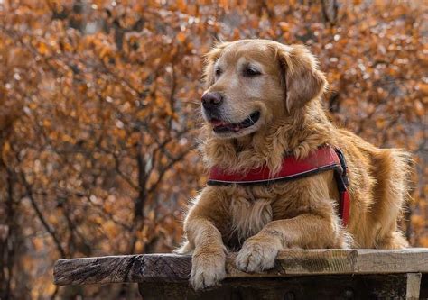 大型犬適合哪些家庭？選擇最佳家庭伴侶的指南！