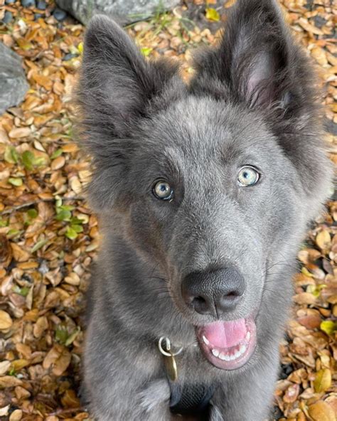 藍灣牧羊犬適合養嗎？揭秘這個神秘的犬種！