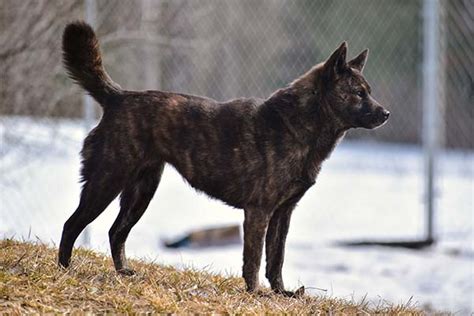 甲斐犬的魅力何在？探索日本的野性犬種！