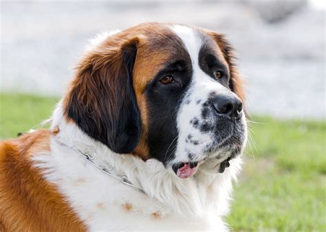 聖伯納犬為何如此迷人？探索其歷史與特徵！