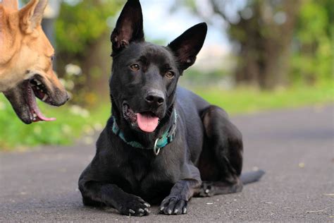 台灣土狗適合什麼樣的家庭？揭開福爾摩沙犬的神秘面紗！