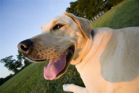 哪種短毛大型犬最適合您？來看看這些品種！