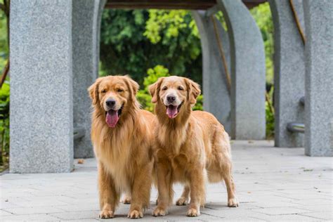 白色大型犬適合家庭嗎？探討大白熊犬與其他大型犬種的優勢！